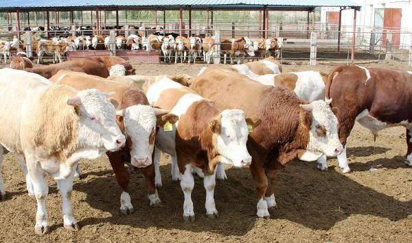 肉牛如何快速育肥？肉牛舍饲育肥的几个阶段