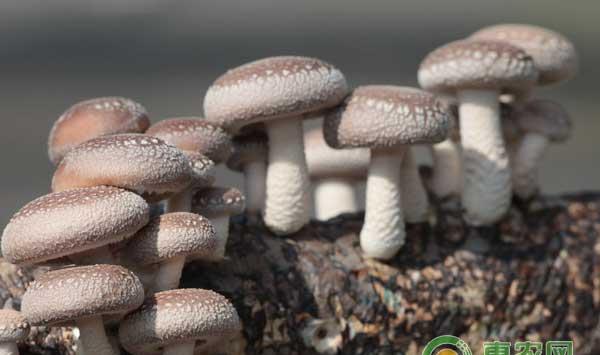 种植食用菌怎么防治鼠害？鼠害综合防治对策