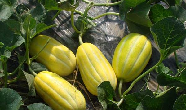 甜瓜长“雀斑”防治技巧