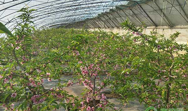 大棚桃树怎么管理？大连地区大棚桃树高效栽培管理技术