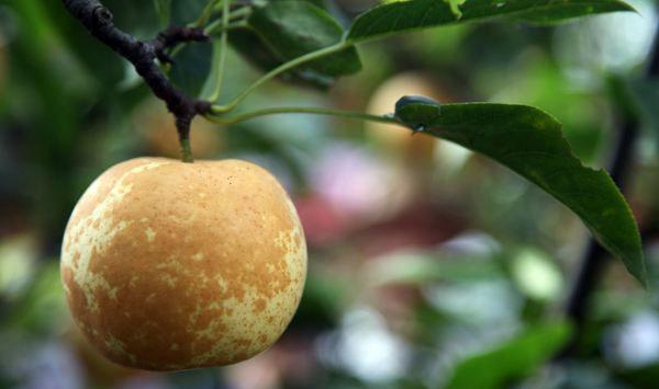 果树落花落果的原因及提高坐果率的措施