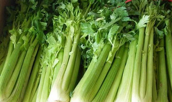 芹菜如何实现无土栽培？芹菜无土栽培技术要点