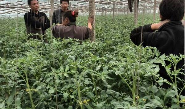 温室西红柿怎么栽培？