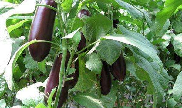 浅谈茄子生长对环境条件的要求