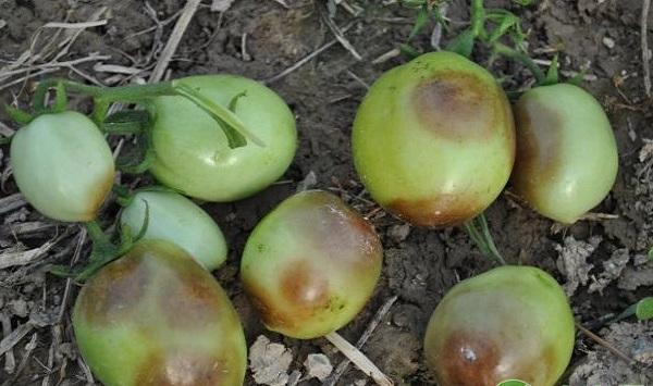 西红柿脐腐病的发病原因及其防治技术