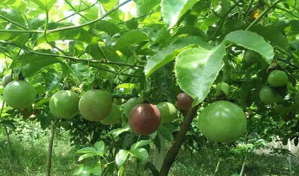 百香果园遭遇水涝灾害怎么办？该如何减少损失？