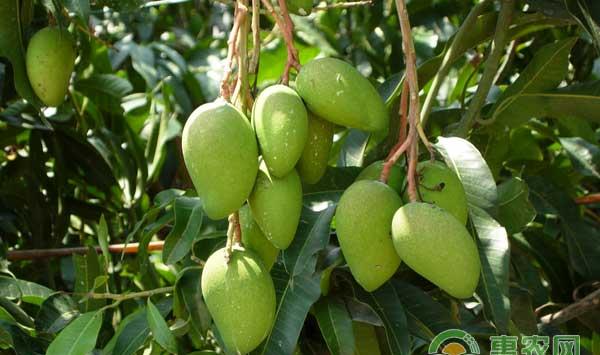 芒果修枝有学问：怎么修枝芒果才能高产？