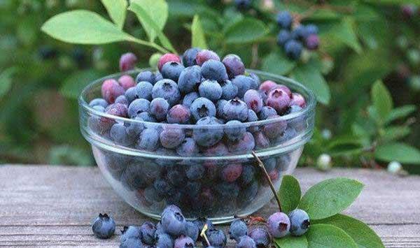 桂林地区蓝莓的优质高效栽培技术解析