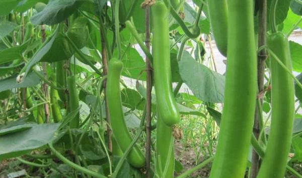 瓠瓜怎么种能高产？