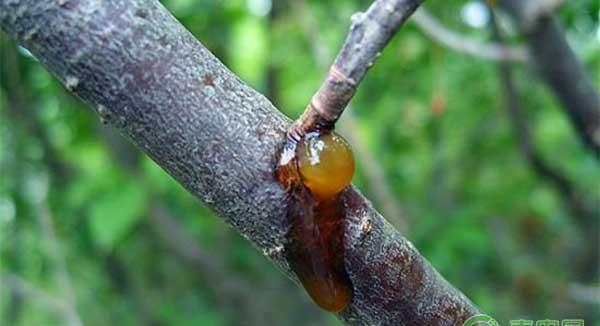 怎么让桃树不流胶？防治桃树流胶的方法