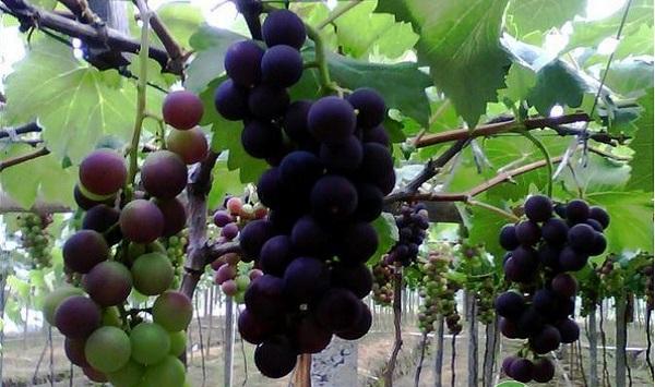 巨峰葡萄有哪些常见病害？巨峰葡萄常见病害及其防治方法