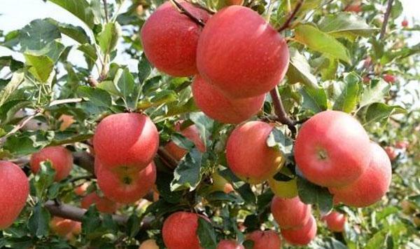 苹果卷叶蛾类害虫怎么防治？苹果卷叶蛾类害虫防治技术