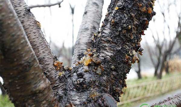 怎么让桃树不流胶？防治桃树流胶的方法