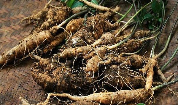 土党参优质栽培技术要点及经济效益分析