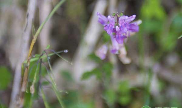 药材夏天无怎么种？夏天无高效种植技术
