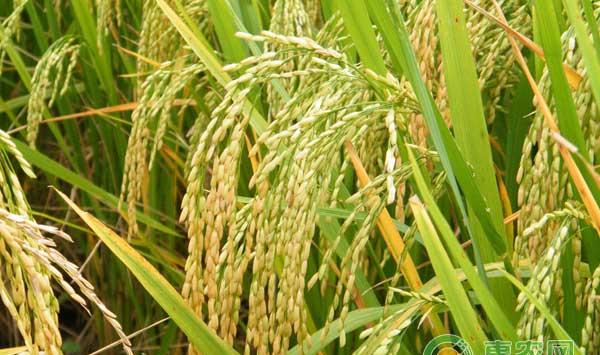 双季稻怎么安排播期？双季稻“三控”节本增效栽培技术