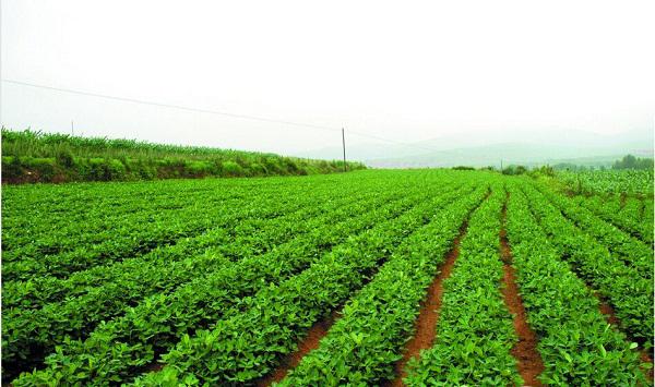花生“倒秧病”是为什么？花生茎腐病的防治方法