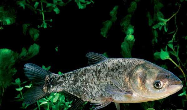 鳙鱼是什么食物？四大家鱼之鳙鱼养殖技术