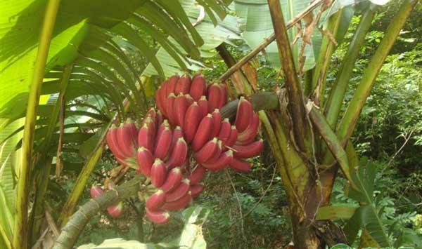 马来西亚红香蕉怎么栽培？红香蕉高产栽培技术