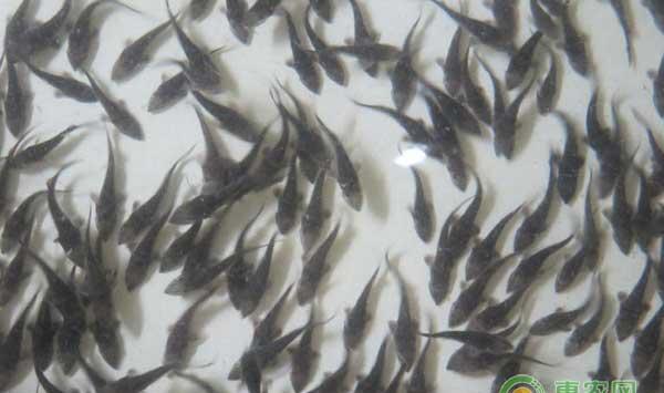 水花怎么养？水花淡水养殖标粗技术