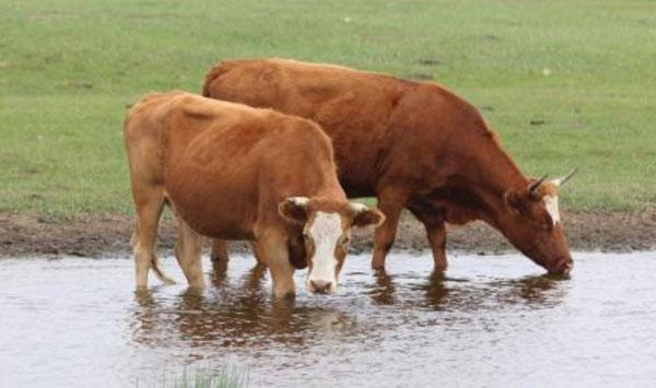 如何提高肉牛养殖效益？五种提高肉牛养殖效益的方法