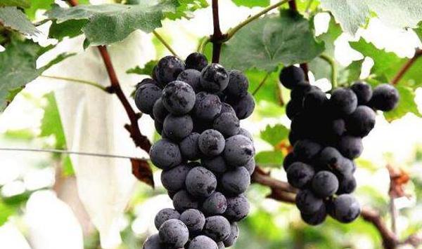 太户8号葡萄种植