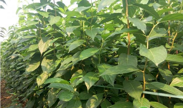 杜仲果园化建园技术及高效栽培综合利用模式