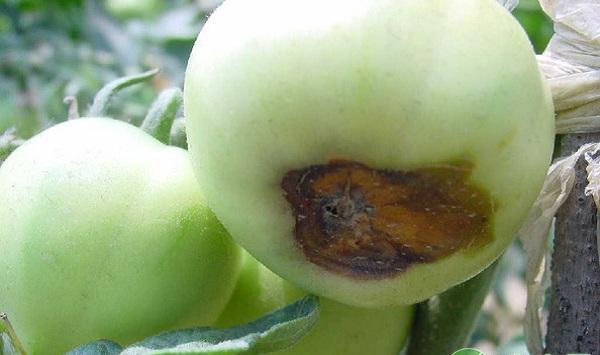 西红柿脐腐病的发病原因及其防治技术