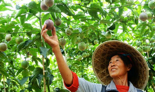 浅谈百香果种植期高产管理技巧