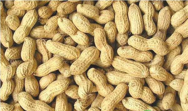 花生根茎腐病的发病规律及其防治技术