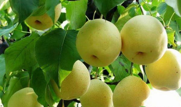 黄金梨高效种植技术及病虫害防治