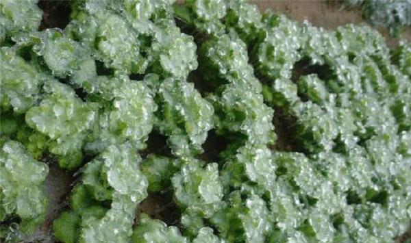 这种新型“水晶蔬菜”，已成为餐桌新贵（附冰菜种植方法）