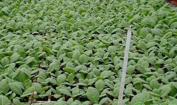 桑植县烤烟品种K326标准化种植技术要点