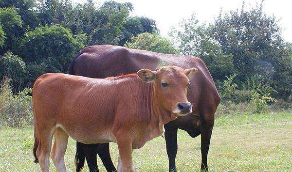 肉牛如何快速育肥？肉牛舍饲育肥的几个阶段