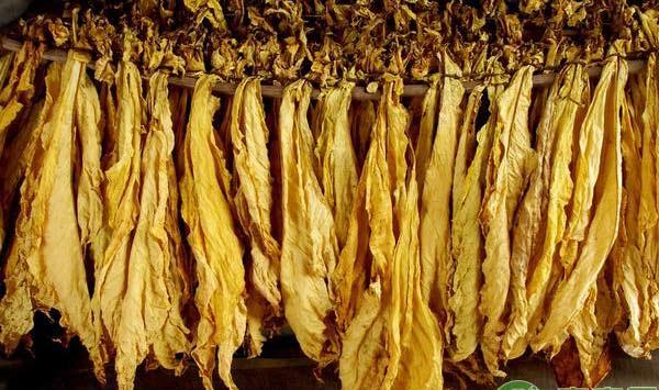 桑植县烤烟品种K326标准化种植技术要点