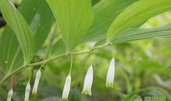 湘玉竹怎么种植？湘玉竹种植技术要点