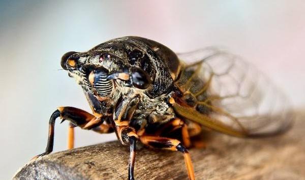 知了猴怎么养？