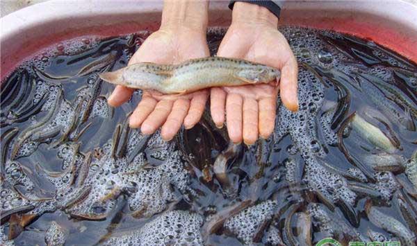 泥鳅怎么养殖？泥鳅规范化养殖技术