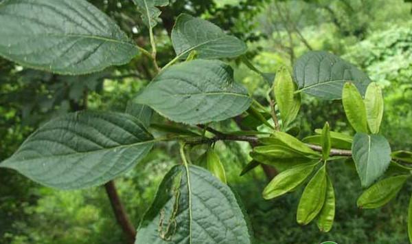 杜仲果园化建园技术及高效栽培综合利用模式