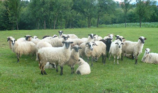 羊日射病有那些症状？