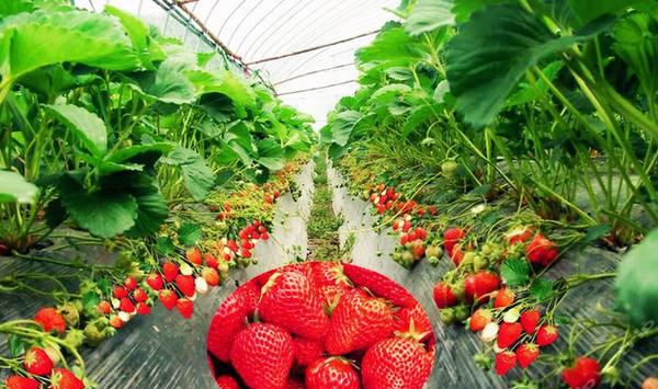 大棚草莓如何管理？大棚草莓优质健壮秧苗培育关键技术