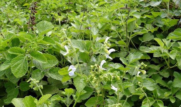 白花丹参规范化种植技术及病虫害防治