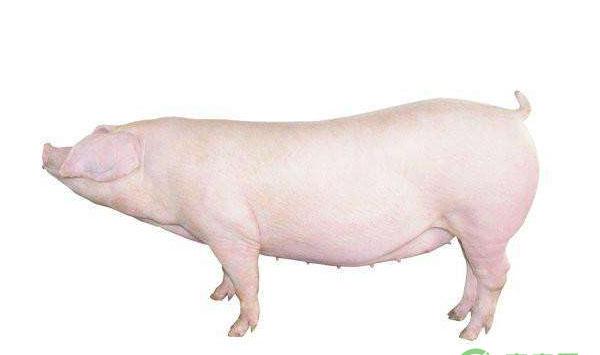 猪支原体肺炎早中后期有哪些症状？如何进行药物治疗？