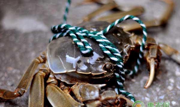 大闸蟹常见疾病有哪些？怎么防治？