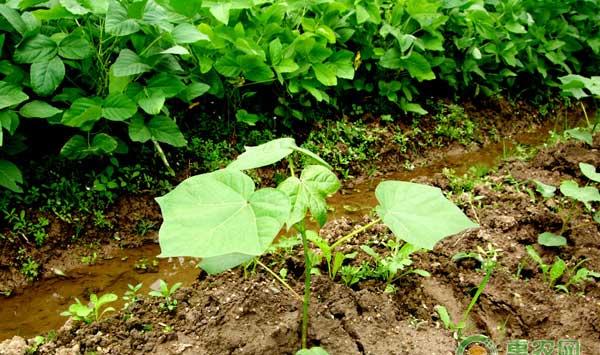 棉花遭遇寒潮、强降水后该怎么管理？