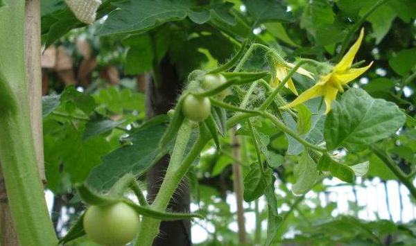 大棚蔬菜种植点花蘸花技巧