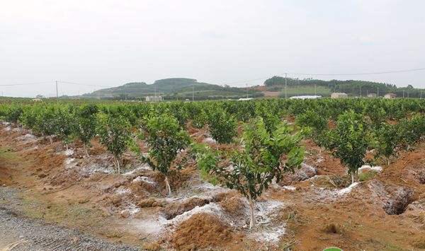 果树“肥胖症”怎么办？调整果树旺长的方法