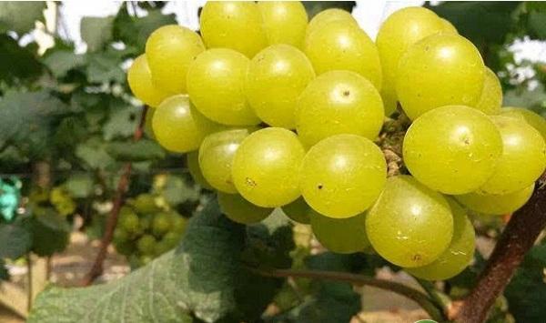 欧亚种南玉葡萄全套栽培管理技术（建议收藏！）