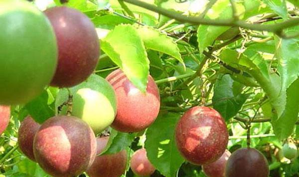 百香果园遭遇水涝灾害怎么办？该如何减少损失？