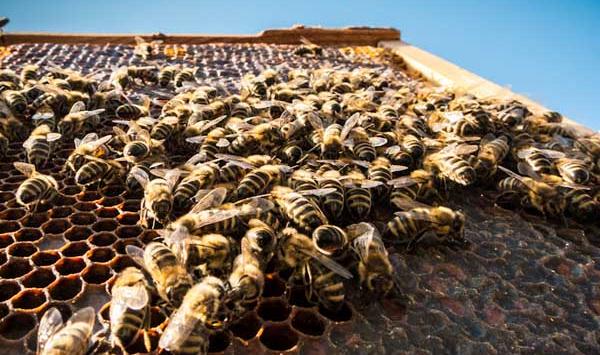 意蜂饲养管理要点及蜜期管理技巧